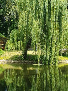 Ağlayan büyük bir söğüt ağacı bir göletin sakin su yüzeyine dayanır. Ağacın yeşil yaprakları suya yansıyarak pitoresk bir yaz manzarası yaratıyor. Parktaki ya da bahçedeki doğal bir cennet.