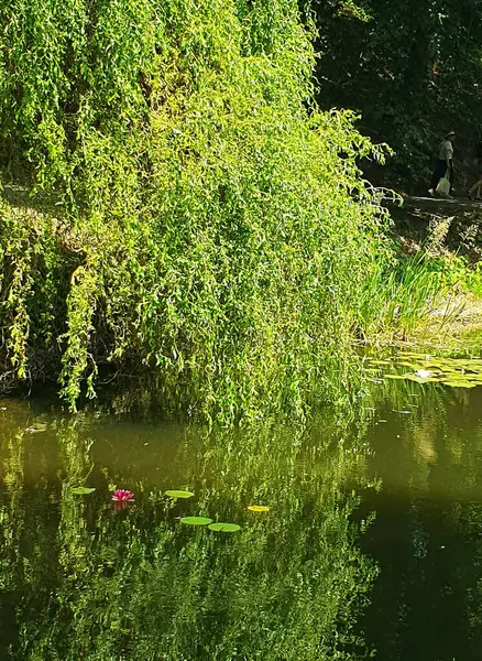 Ağlayan büyük bir söğüt ağacı bir göletin sakin su yüzeyine dayanır. Ağacın yeşil yaprakları suya yansıyarak pitoresk bir yaz manzarası yaratıyor. Parktaki ya da bahçedeki doğal bir cennet.