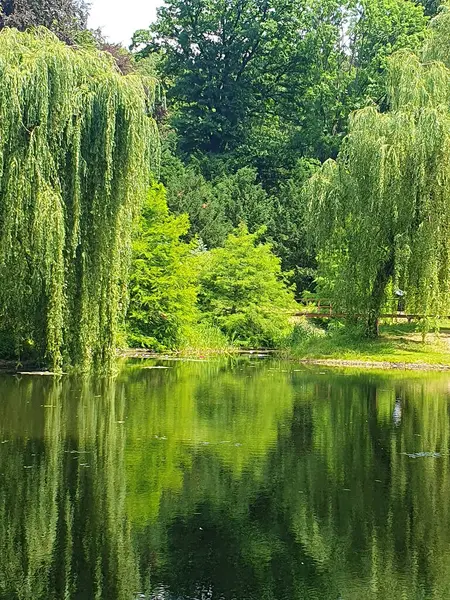Ağlayan büyük bir söğüt ağacı bir göletin sakin su yüzeyine dayanır. Ağacın yeşil yaprakları suya yansıyarak pitoresk bir yaz manzarası yaratıyor. Parktaki ya da bahçedeki doğal bir cennet.