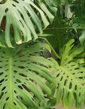 Büyük, parlak yapraklı, karakteristik kesikli tropik canavar bitkisi. Yeşil bir yaprağın yakın çekimi. Botanik, iç tasarım, orman, ev bitkileri ve doğa estetiğiyle ilgili konular için.