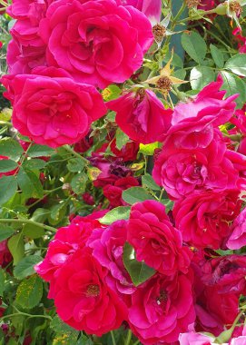 Lüks kırmızı güller aşkın, tutkunun ve zarafetin ebedi sembolüdür. Zengin yaprakları, narin aromaları. Romantik fotoğraf çekimleri, düğün dekorasyonları, estetik arka planlar ve botanik projeleri için
