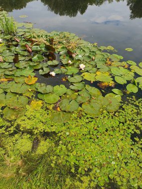 Nilüferler güneşli bir yaz gününde sakin bir gölün yüzeyinde çiçek açarlar. Narin beyaz ve pembe çiçekler yeşil yaprakların arasında yüzerler. Gökyüzünün yansıması ve sudaki yeşillik inanılmaz derecede güzel.