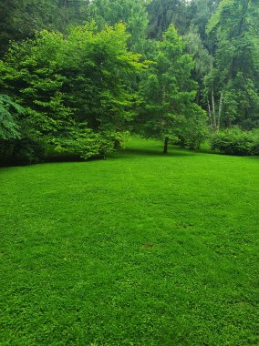 Açık bir gökyüzünün altındaki şehir parkında geniş yeşil bir çimenlik. Çimenlik, ağaçlarla çevrili açık alan. Piknik, yürüyüş veya açık hava eğlencesi için ideal bir yer. Yazın atmosferini, barışı taşır.