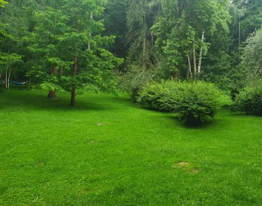 Açık bir gökyüzünün altındaki şehir parkında geniş yeşil bir çimenlik. Çimenlik, ağaçlarla çevrili açık alan. Piknik, yürüyüş veya açık hava eğlencesi için ideal bir yer. Yazın atmosferini, barışı taşır.