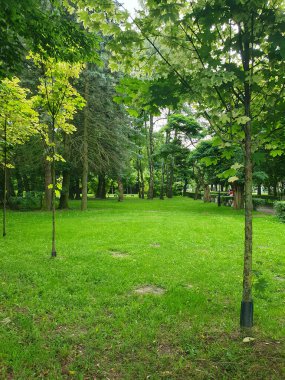 Açık bir gökyüzünün altındaki şehir parkında geniş yeşil bir çimenlik. Çimenlik, ağaçlarla çevrili açık alan. Piknik, yürüyüş veya açık hava eğlencesi için ideal bir yer. Yazın atmosferini, barışı taşır.