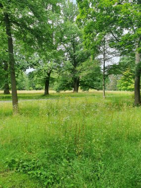 Açık bir gökyüzünün altındaki şehir parkında geniş yeşil bir çimenlik. Çimenlik, ağaçlarla çevrili açık alan. Piknik, yürüyüş veya açık hava eğlencesi için ideal bir yer. Yazın atmosferini, barışı taşır.