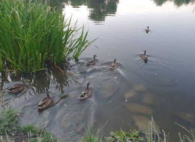 Ördekler sakin suda akşam gökyüzünün arka planında yüzerler. Su yüzeyi gökyüzünü ve bitkileri yansıtır. Sazlıklar ve yeşil çimenler kıyıya yakın görülebilir. Vahşi yaşamın birliği