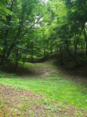 Açık bir gökyüzünün altındaki şehir parkında geniş yeşil bir çimenlik. Çimenlik, ağaçlarla çevrili açık alan. Piknik, yürüyüş veya açık hava eğlencesi için ideal bir yer. Yazın atmosferini, barışı taşır.