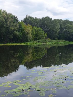 Yoğun yeşil bir ormanla çevrili sessiz bir nehir ya da göl. Aynaya benzeyen su, ağaçları ve gökyüzünü yansıtır. Doğayla bir barış ve birlik ortamı yaratır. Bulutlu açık yaz gökyüzü