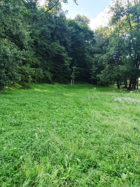 Şehir parkında güneşli bir yaz günü. Parlak yeşil çimenler, düzgün kaldırımlar ve gölgeli sokaklar yürümek ve dinlenmek için ideal bir yer. Temiz hava, yeşillik bolluğu, uyum havası.