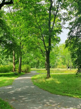 Şehir parkında güneşli bir yaz günü. Parlak yeşil çimenler, düzgün kaldırımlar ve gölgeli sokaklar yürümek ve dinlenmek için ideal bir yer. Temiz hava, yeşillik bolluğu, uyum havası.