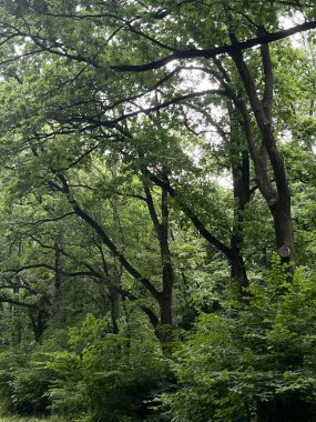 Açık bir gökyüzünün altındaki şehir parkında geniş yeşil bir çimenlik. Çimenlik, ağaçlarla çevrili açık alan. Piknik, yürüyüş veya açık hava eğlencesi için ideal bir yer. Yazın atmosferini, barışı taşır.
