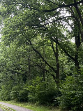 Şehir parkında güneşli bir yaz günü. Parlak yeşil çimenler, düzgün kaldırımlar ve gölgeli sokaklar yürümek ve dinlenmek için ideal bir yer. Temiz hava, yeşillik bolluğu, uyum havası.
