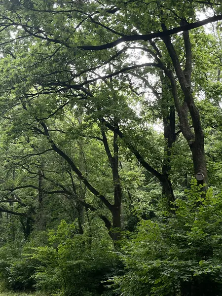Açık bir gökyüzünün altındaki şehir parkında geniş yeşil bir çimenlik. Çimenlik, ağaçlarla çevrili açık alan. Piknik, yürüyüş veya açık hava eğlencesi için ideal bir yer. Yazın atmosferini, barışı taşır.