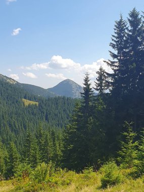 Açık bir yaz gününde yeşil Karpat Dağları 'nın görkemli panoramik manzarası. Çam ve kayın ormanlarıyla kaplı uçsuz bucaksız tepeler, tüylü kümülüs bulutlarıyla berrak mavi bir gökyüzünün altında yükselir.