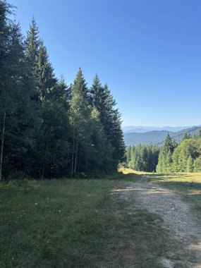 Kozalaklı orman ufuktaki tepelere kadar uzanıyor. Parlak yaz güneşi. Yumuşak bulutlu açık mavi gökyüzü. Gücün, özgürlüğün ve el değmemiş doğal güzelliğin görüntüsü..