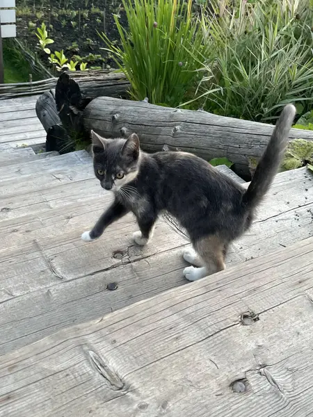 Güneşli bir yaz gününde, bir evin yakınındaki tahta merdivenler boyunca siyah ve beyaz kedi yürür. Kırsal alanda kedi