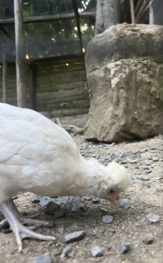 Parlak yaz güneşinin altında tüylü beyaz piliçler. Meraklı bir civciv siyah gözleriyle doğrudan kameraya bakar. Güneş ışığı. Baharın sembolü, yeni hayat, şefkat ve kırsal cennet..