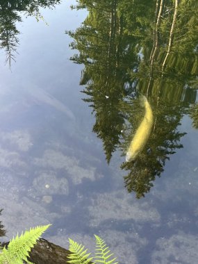 Parlak sarı balıklar güneşli bir yaz gününde küçük bir şehir gölünün berrak sularında ya da gölette yüzerler. Su temiz ve sakindir. Çevredeki yeşilliği yansıtır. Barış ortamı taşır.