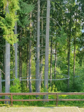 Yazın ortasında bir kayın ormanı, güneş ışığıyla yıkanmış. Kayın ağaçlarının muazzam gövdeleri pürüzsüz gri kabukları ve sık ağaçların taçları yumuşak ışık salıyor. Yeşil çimlerden bir halı
