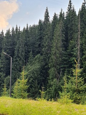 Uçsuz bucaksız bir dağ çayırı. Parlak yeşil çimenler ve çiçeklerle kaplı bir vadi. Yumuşak yamaçlar, dağılmış kayalar ve uzak orman alanları. Vadide küçük patikalar görebilirsiniz.