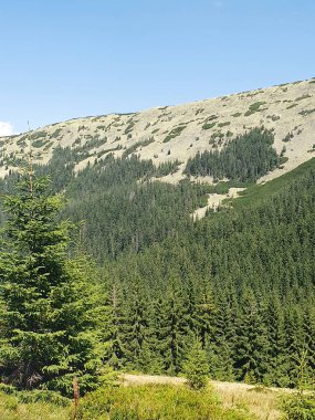 Açık bir yaz gününde yeşil Karpat Dağları 'nın görkemli panoramik manzarası. Çam ve kayın ormanlarıyla kaplı uçsuz bucaksız tepeler, tüylü kümülüs bulutlarıyla berrak mavi bir gökyüzünün altında yükselir.