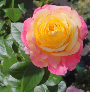 İnanılmaz derecede narin bir şeftali pembesi gül. Kalbinde ılık, sarımsı bir renk var. Güneşli bir çiçek tarlasında çiçek açıyor. Zarafet, saflık ve bahçenin sıcak yaz atmosferini taşır..