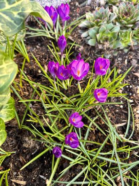 Bahçedeki güzel mor çiçekler