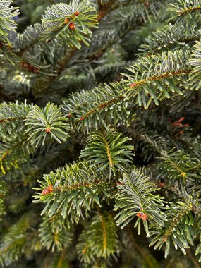 Kozalaklı ağaç makro fotoğrafçılığı