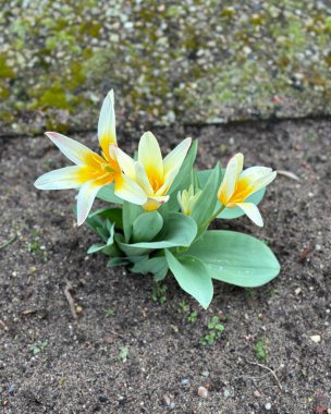 tulips in the garden in spring