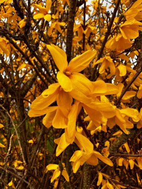 Bahçede çiçek açan sarı çiçekli bahar ağacı