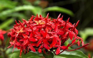Bu tarihi binanın dış cephesinde bazı karakterleri, hayvanları ya da çiçekleri temsil eden renk detaylarıyla çekildi. Kuala Lumpur, Malezya, Asya 'da geçiyor.