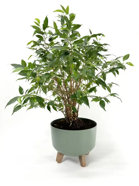 Bu büyüleyici görüntü beyaz arka planda yemyeşil bir saksı bitkisinin görüntüsünü sergiliyor. Bitkiler sayısız yeşil yaprak tam ve sağlıklı bir görünüm oluşturur..