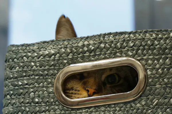 Meraklı bir kedi örgü çantanın sapından gizlice bakar, keskin bakışı ve kısmen görülebilir kulağı şakacı gizeme katar..