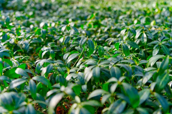 Güneşin öptüğü bir bahçe yemyeşil, parlak yapraklar ve karmaşık ışık ve gölge desenleriyle gelişir. Doğa aydınlanır, sükuneti ve bağlantıyı davet eder..