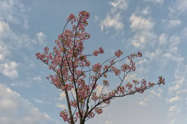 Yumuşak bulutlu, narin pembe çiçekleri aydınlatan mavi gökyüzüne karşı tek bir kiraz ağacı dalı..