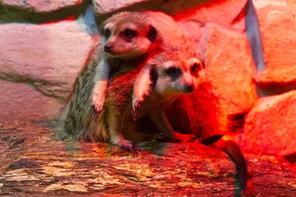 Bir mirket kırmızı ışığın altında bir kütük üzerinde oturur, ilginç bir ifadeyle yan tarafa bakar. Kürkü detaylıdır ve gözleri tetiktedir. Sıcak bir ortamda bir vahşi hayatı yakalar..