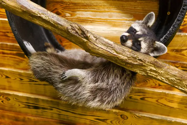 Bir rakun rahat bir şekilde bir ağaç dalına uzanır, vücudu rahat bir şekilde tahtaya yapışır.. 