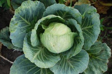 Bahçe yatağında büyük, sağlıklı yaprakları olan yeşil bir lahananın yakın çekimi sebzelerin karmaşık dokularını ve desenlerini gözler önüne seriyor..