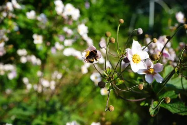 Sarı merkezli narin beyaz çiçeklerin yakın çekimi, çiçeklerden birinin üzerine tünemiş bir yaban arısı. Bulanık yeşil arka plan çiçeklerin ve arıların keskinliğini vurguluyor.