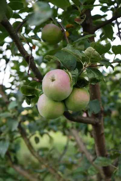 stock image A cluster of apples hangs from a tree branch surrounded by lush green leaves, indicating early growth in the garden. Fresh produce showcases the beauty of nature and the promise of a fruitful harvest.