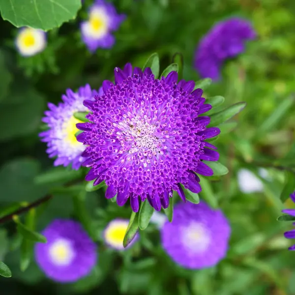Dikenli yaprakları olan canlı bir mor paskalya, yemyeşil yapraklar ve sarı merkezli narin beyaz çiçekler arasında duruyor. Doğanın güzelliğini ve çeşitliliğini gösteriyor..