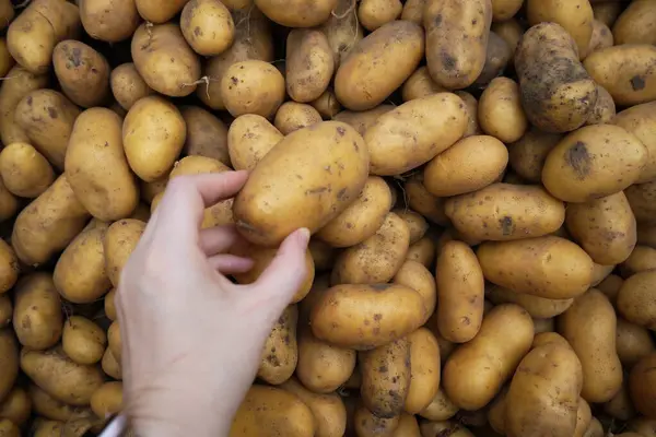 Bir el, kabuğu soyulmamış büyük bir patates yığınından görünür toprak izleriyle bir patates seçiyor ve bol miktarda ürün sergiliyor..