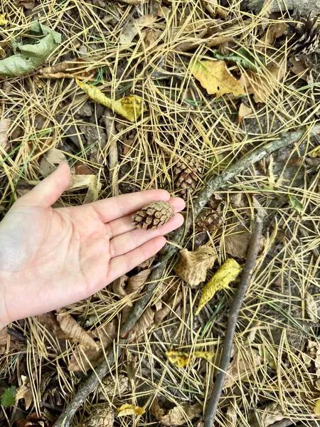 Bir el nazikçe bir orman zemininin üzerinde küçük bir çam kozalağı tutuyor, kuru çam iğneleri, dallar ve dağınık yaprakların karmaşık dokularını sergiliyor, doğal güzelliğin özünü yakalıyor..