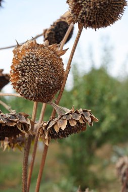 Görüntü kurumuş ayçiçeği başlarını gösteriyor. Tohumları hala üzerinde. Bu da yaşam döngülerinin sona erdiğini gösteriyor.