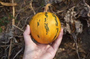 Görüntü küçük, yuvarlak, turuncu bir balkabağı tutan yeşil çizgili bir eli gösteriyor. Arka plan kuru, kahverengi yapraklar ve topraktan oluşuyor. Bu da bir bahçe ya da çiftlik gibi açık hava ortamını işaret ediyor.