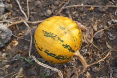 Görüntü, yerde kurumuş yaprakların ve toprağın arasında yeşil benekli yuvarlak, sarı bir balkabağı gösteriyor..