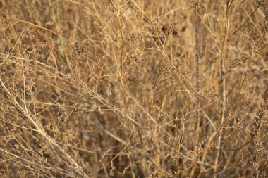 Görüntü, ince, kırılgan sapları ve küçük tohumları olan kuru ve kahverengimsi bitkilerden oluşan yoğun bir küme gösteriyor.. 