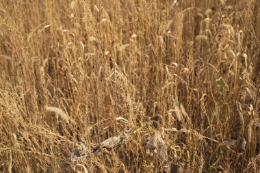  Görüntü kuru, altın-kahverengi ot ve yabani otların yoğun bir alanını gösteriyor. Sahne bitki örtüsünün dokusunu ve rengini yakalar.