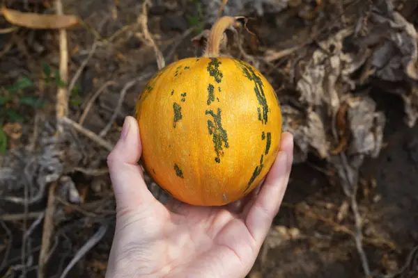 Görüntü küçük, yuvarlak, turuncu bir balkabağı tutan yeşil çizgili bir eli gösteriyor. Arka plan kuru, kahverengi yapraklar ve topraktan oluşuyor. Bu da bir bahçe ya da çiftlik gibi açık hava ortamını işaret ediyor.